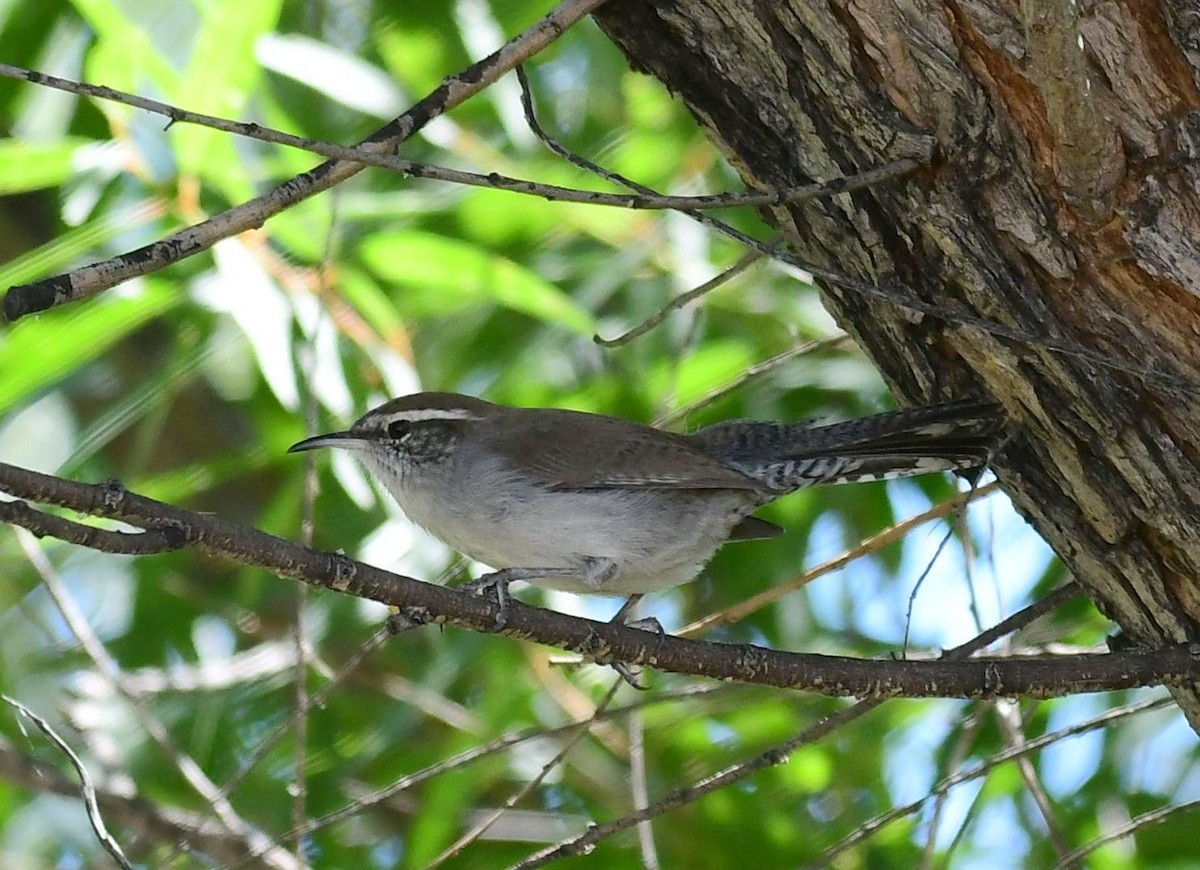 Bewick's Wren - ML70113781