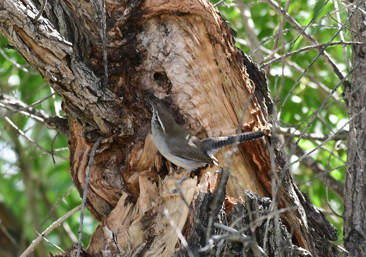 Bewick's Wren - ML70113801