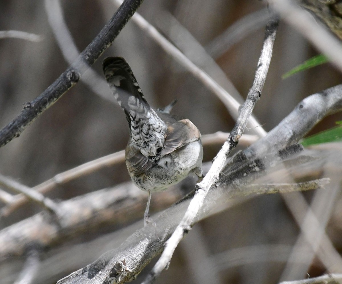 Bewick's Wren - ML70113811