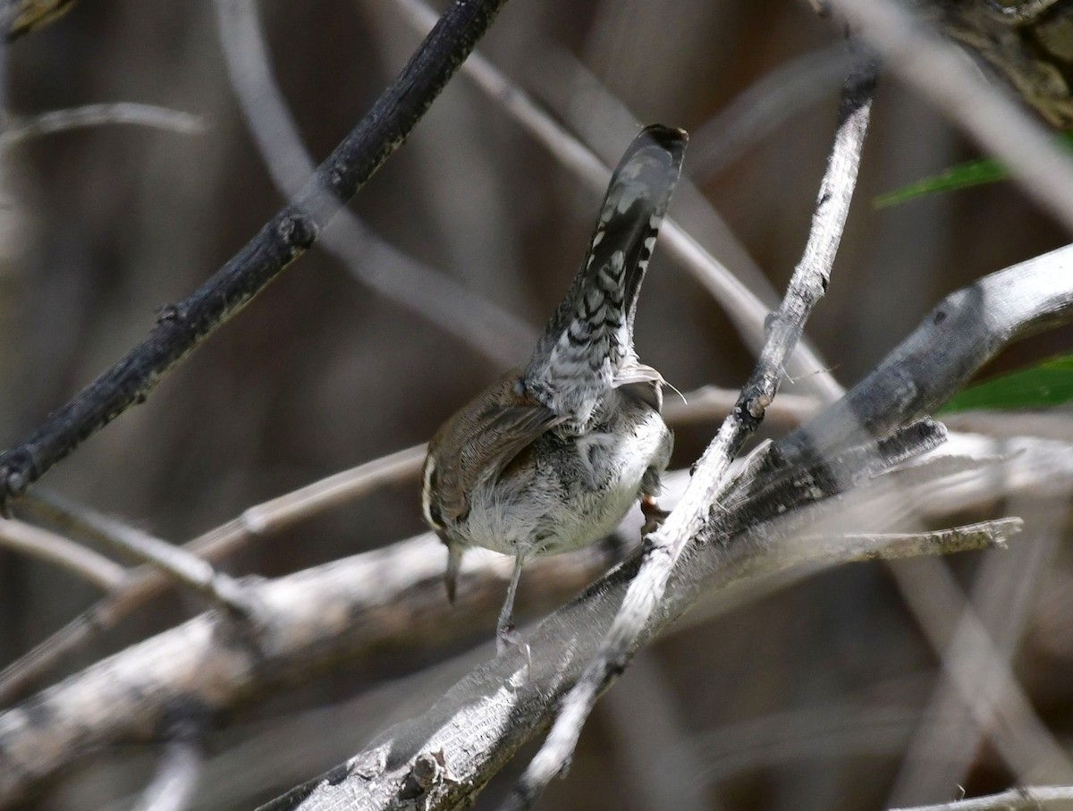 Bewick's Wren - ML70113821