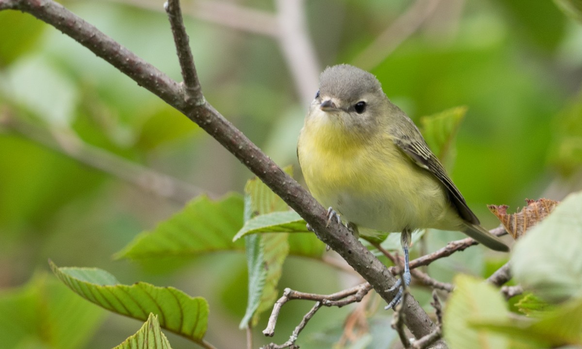 Philadelphia Vireo - ML70113881