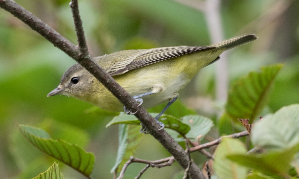 Philadelphia Vireo - ML70113891
