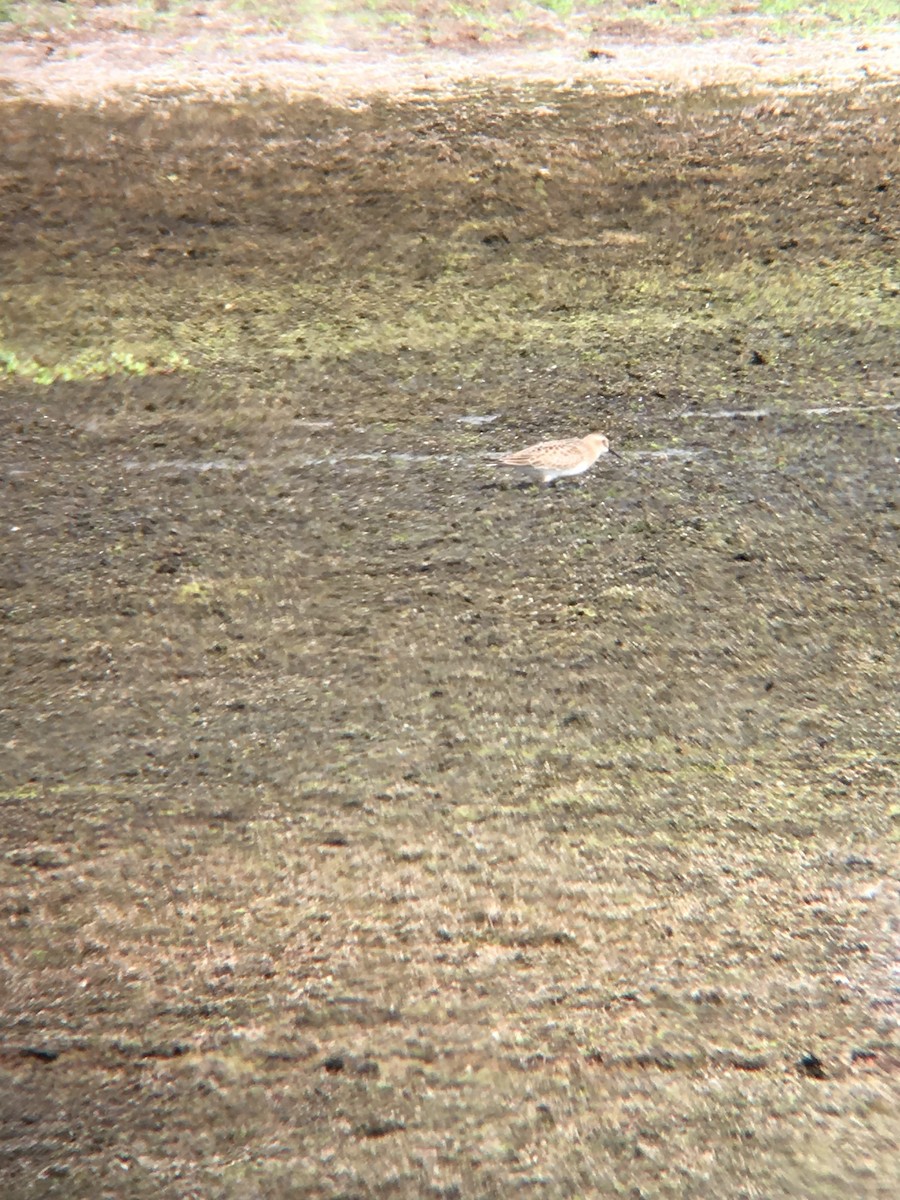 Baird's Sandpiper - ML70114351