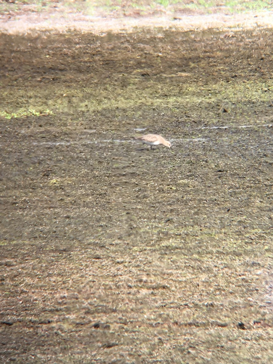 Baird's Sandpiper - ML70114371