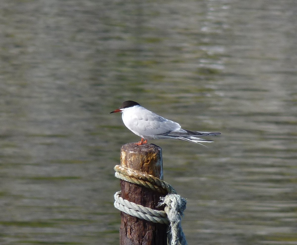 Common Tern - ML70114761