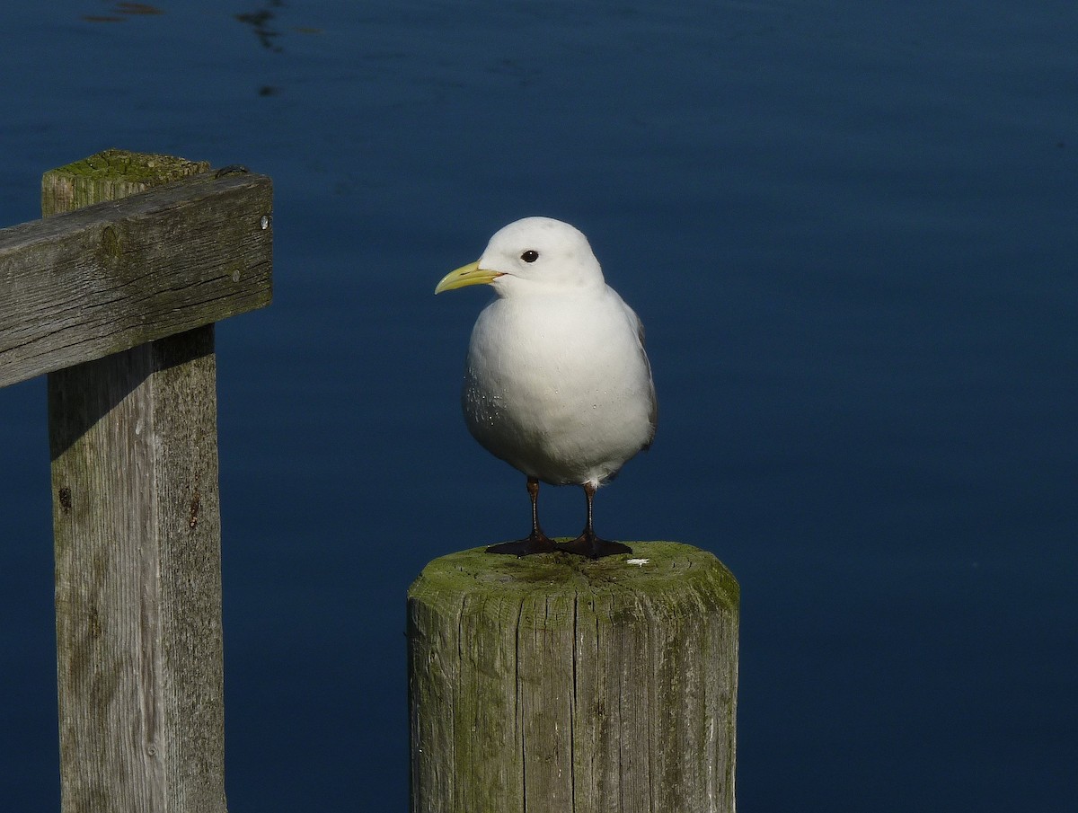 Black-legged Kittiwake - ML70115021