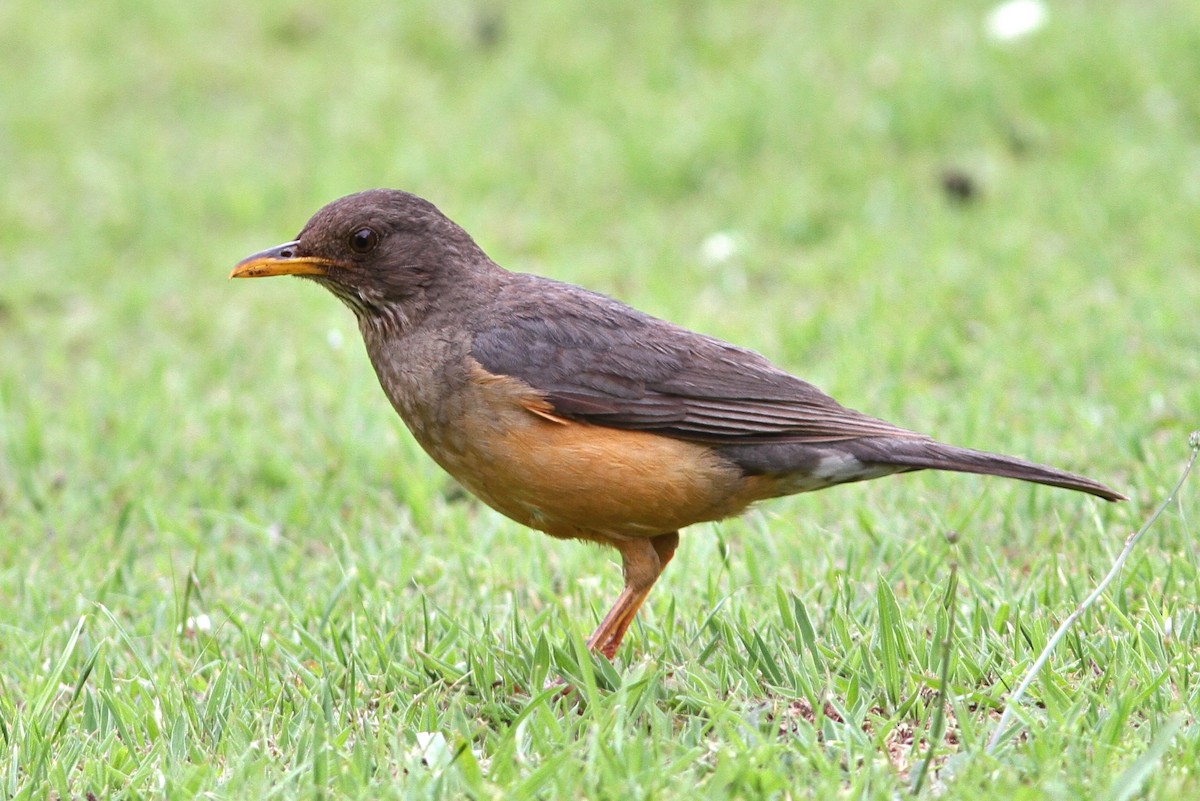 Olive Thrush - John Martin