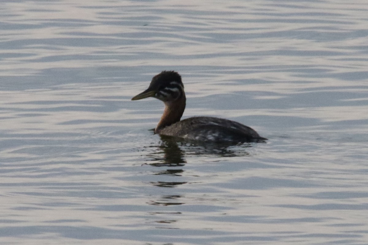 Red-necked Grebe - ML70116421