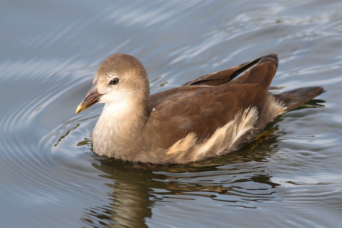 Eurasian Moorhen - ML70116511