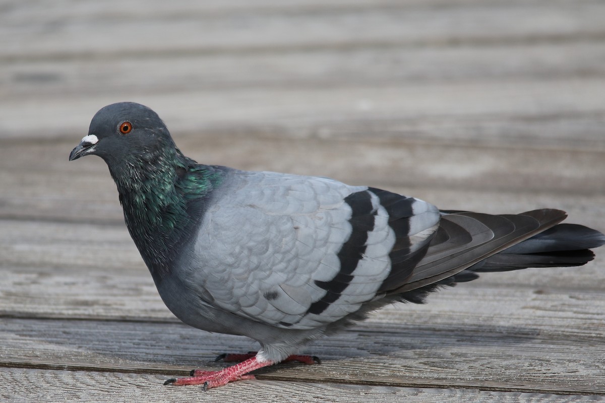 Rock Pigeon (Feral Pigeon) - ML70116751