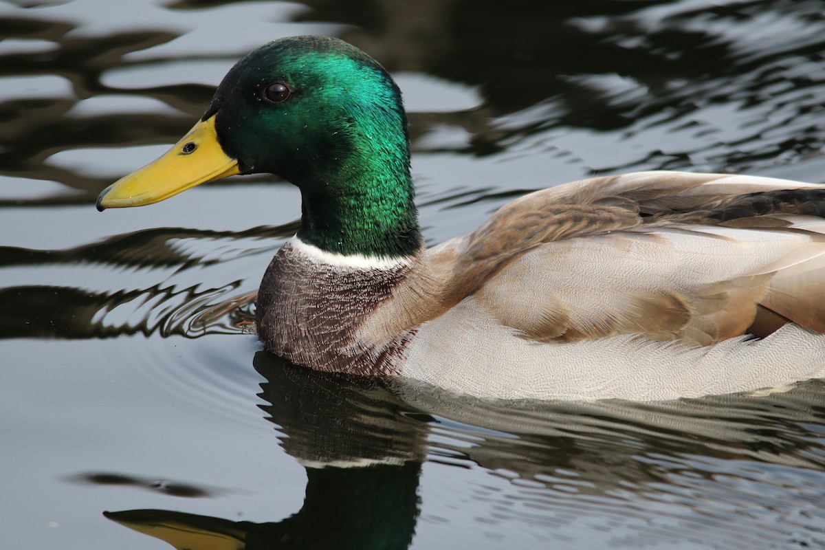 Mallard - Tatyana Korzhitskaya