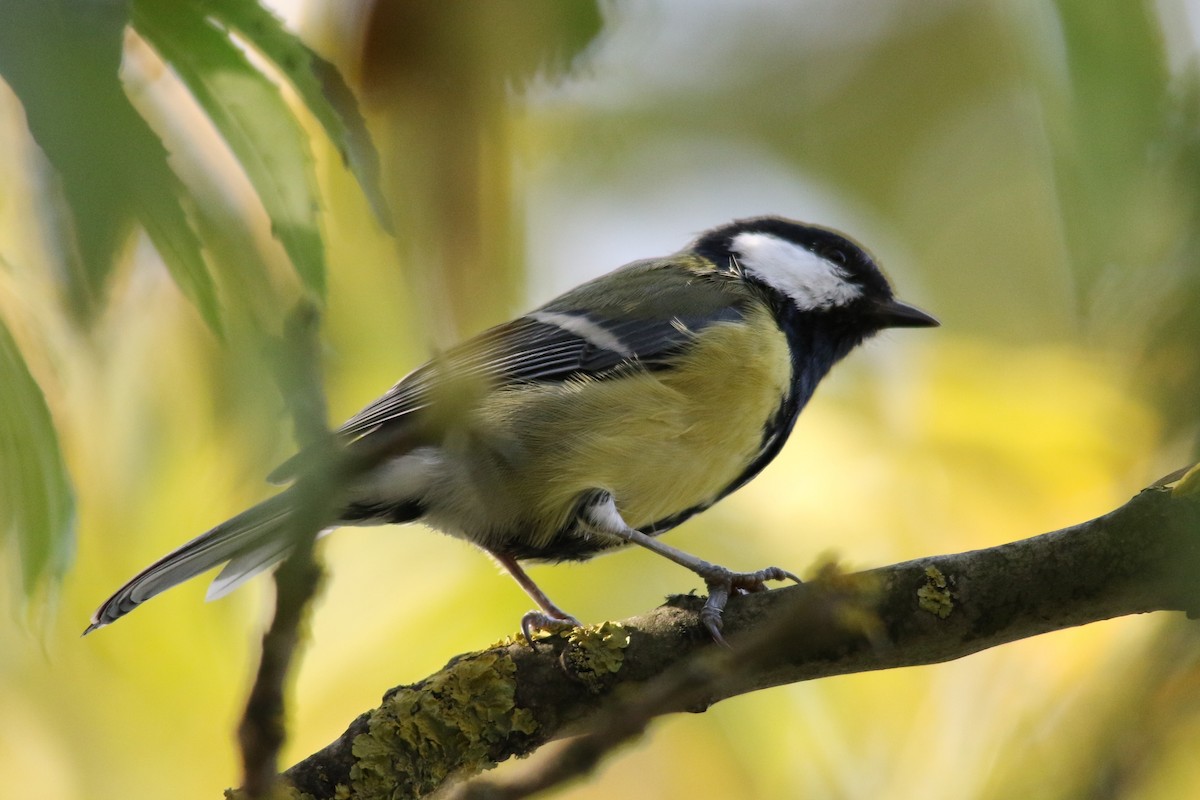 Great Tit - ML70117541