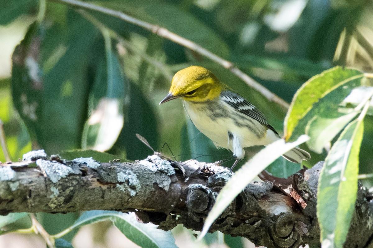 Black-throated Green Warbler - Sue Barth