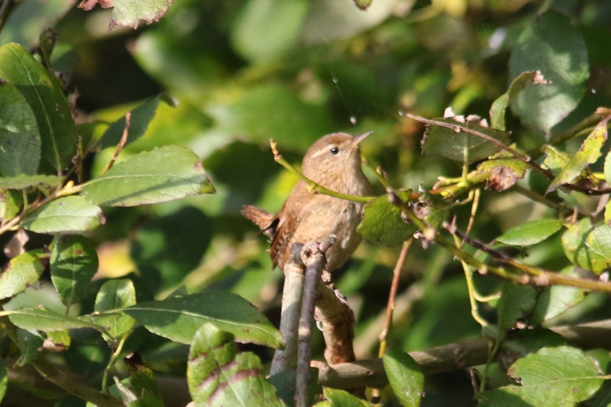 Eurasian Wren - ML70117751