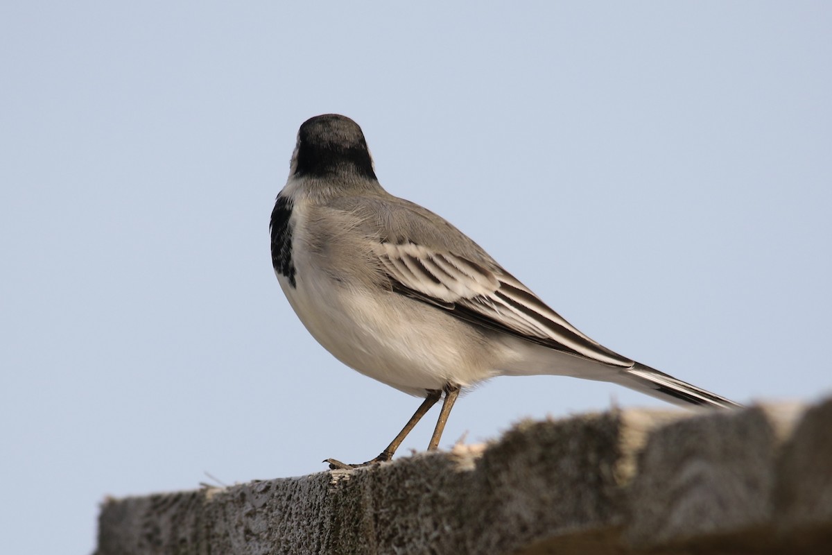 White Wagtail - Tatyana Korzhitskaya