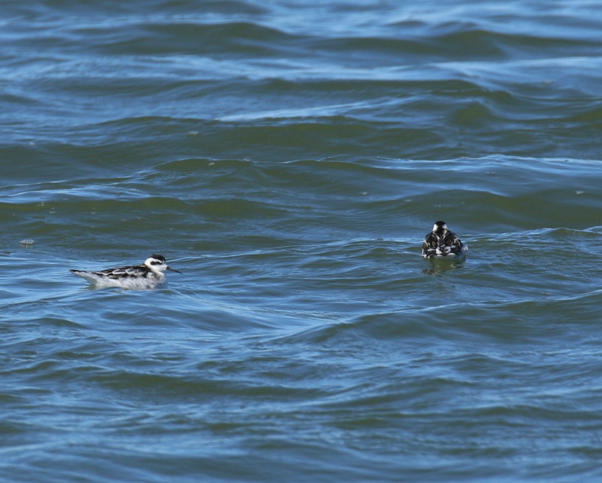 Red-necked Phalarope - ML70118511