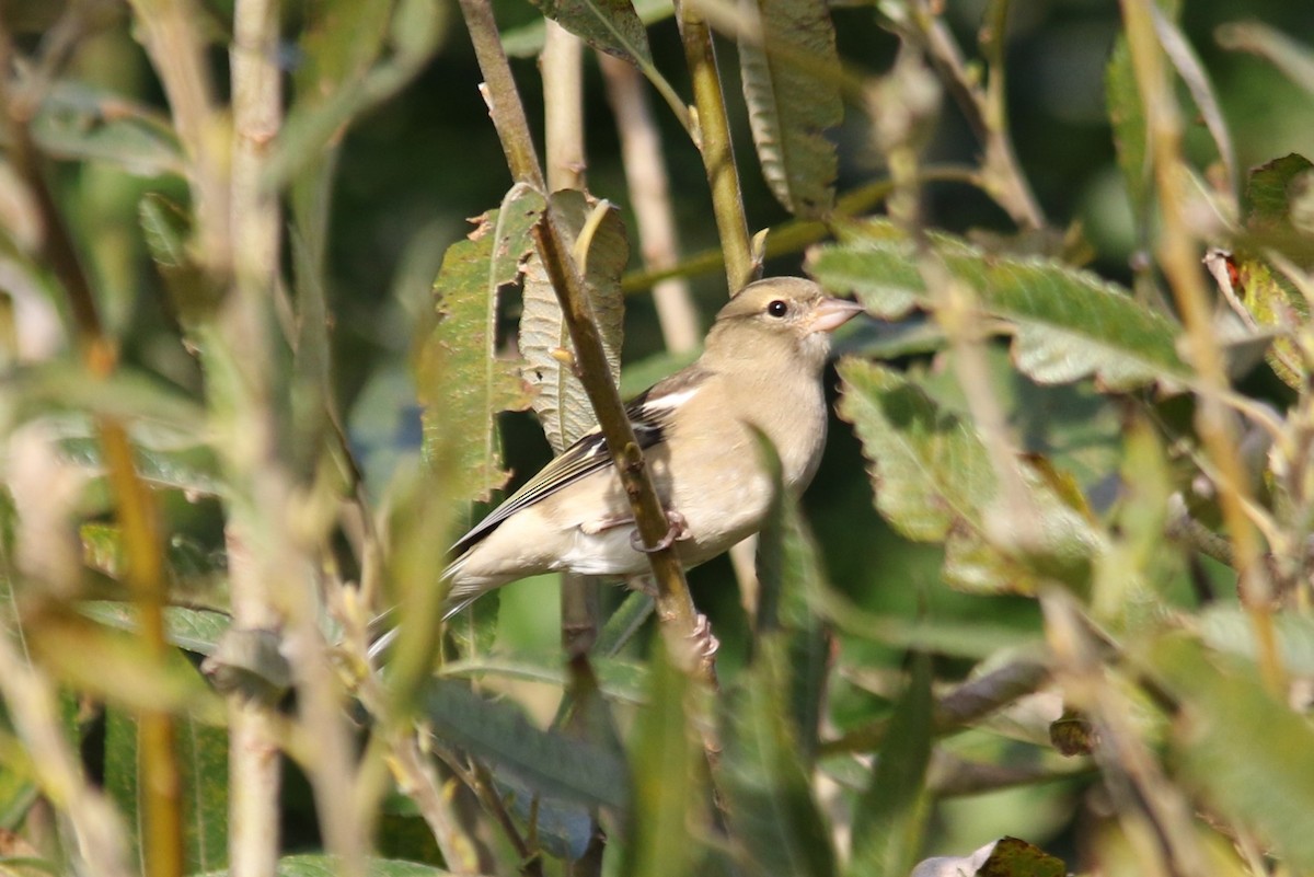 Common Chaffinch - ML70118731