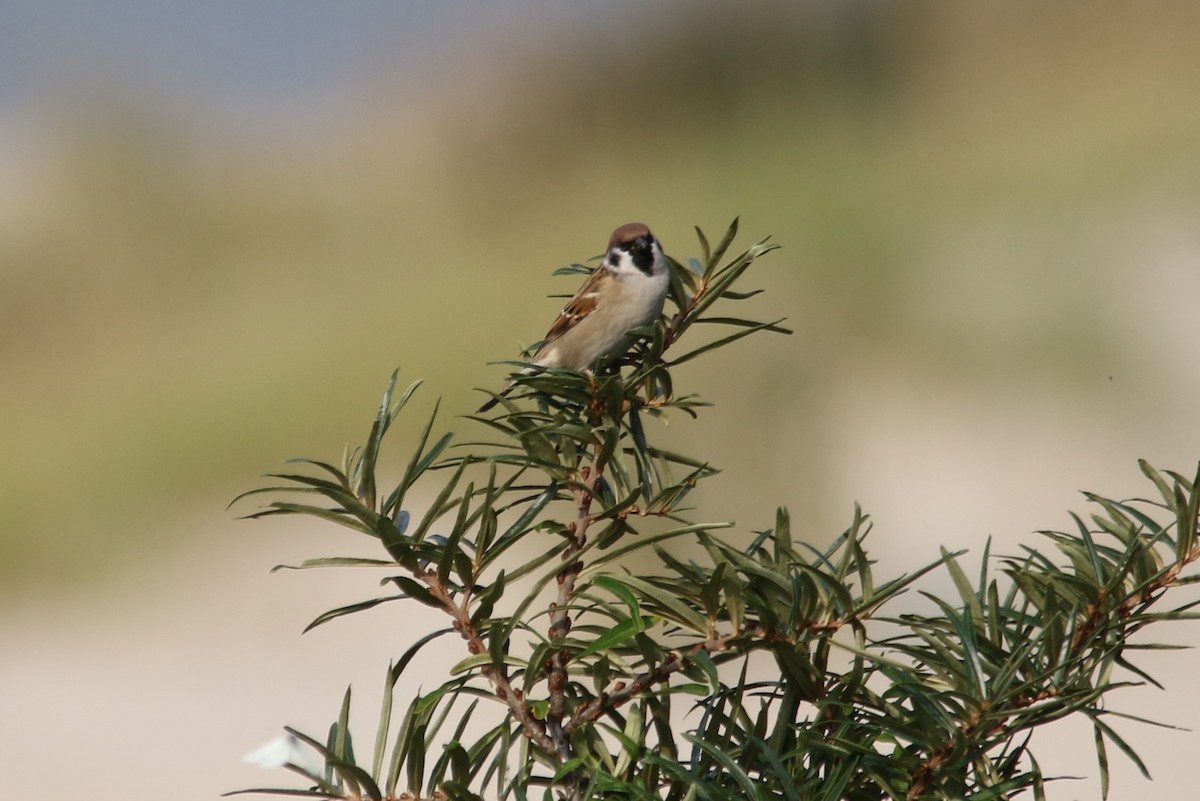 Eurasian Tree Sparrow - ML70119001