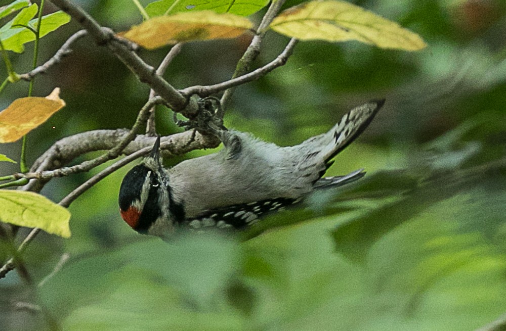 Downy Woodpecker - ML70119171