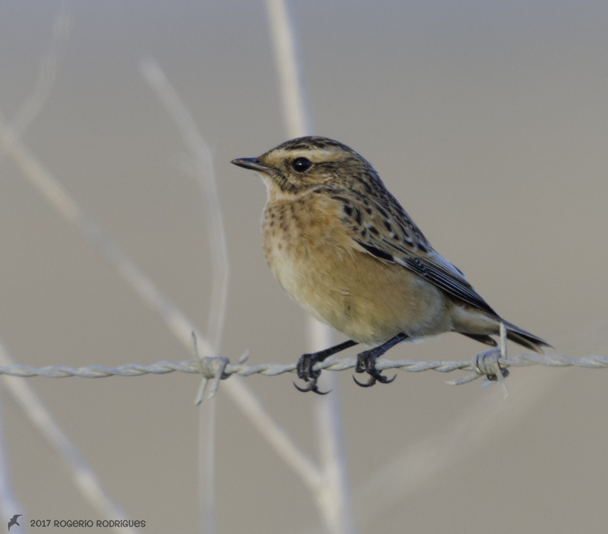 Whinchat - Rogério Rodrigues