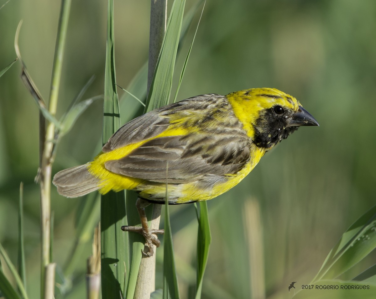 Yellow-crowned Bishop - ML70119641