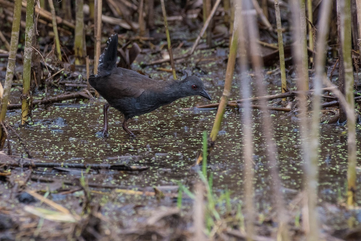 Spotless Crake - ML70119911