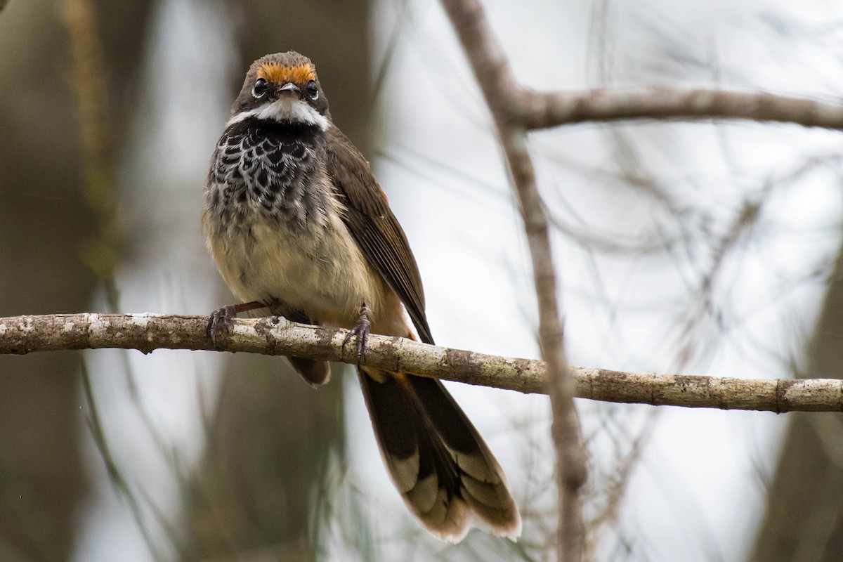 Australian Rufous Fantail - ML70120271