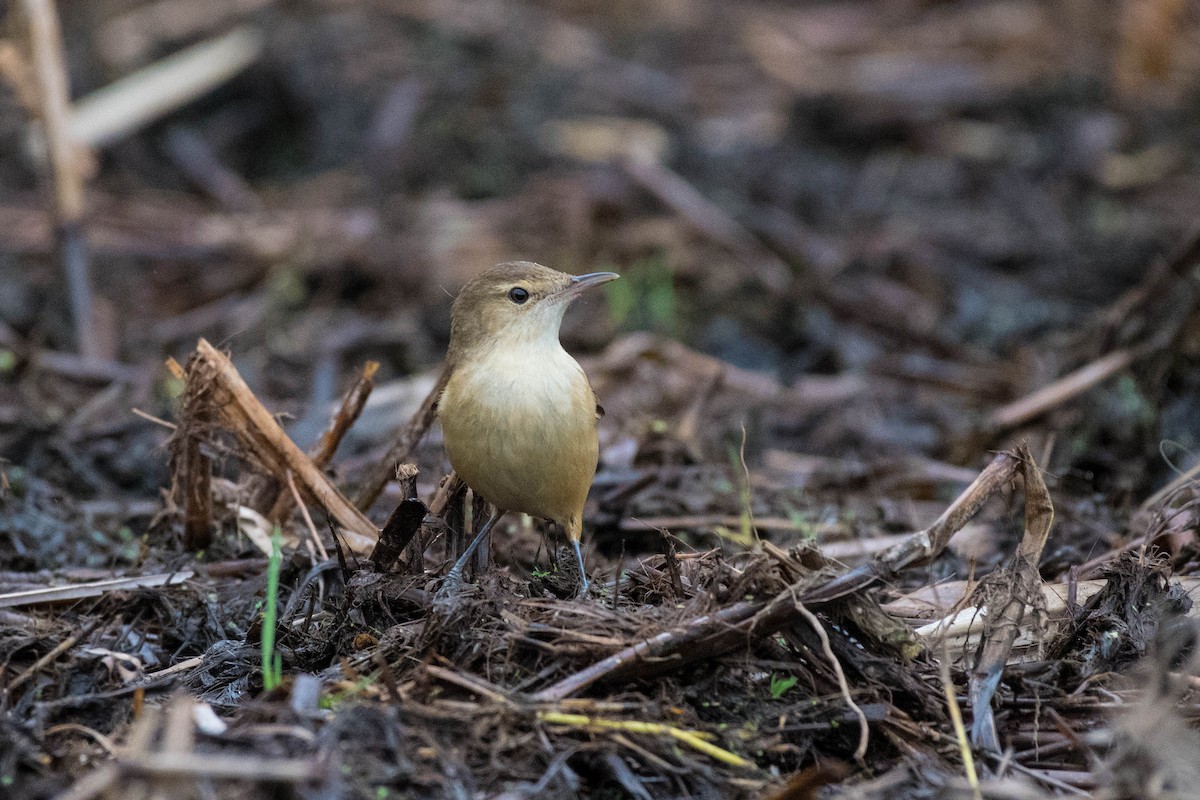 Australian Reed Warbler - ML70120321