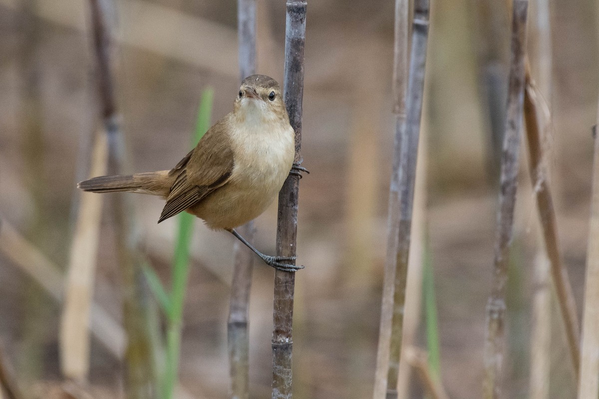 Australian Reed Warbler - ML70120331