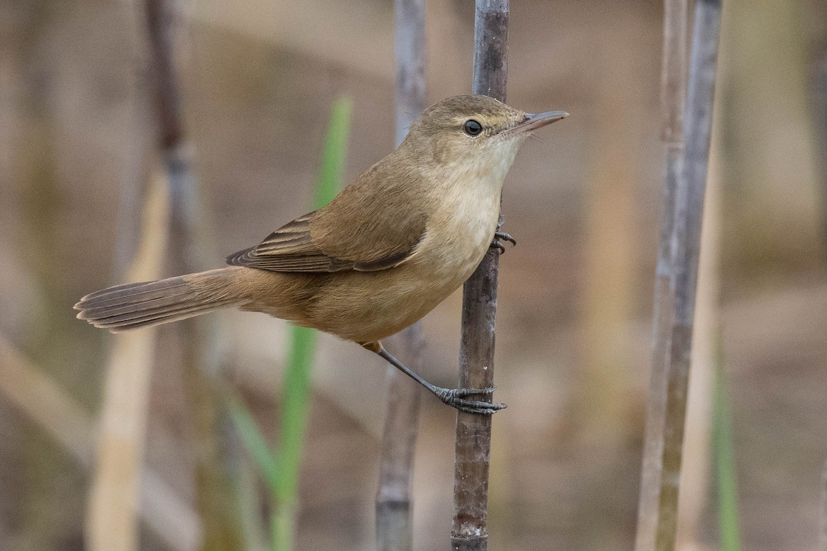 Australian Reed Warbler - Terence Alexander