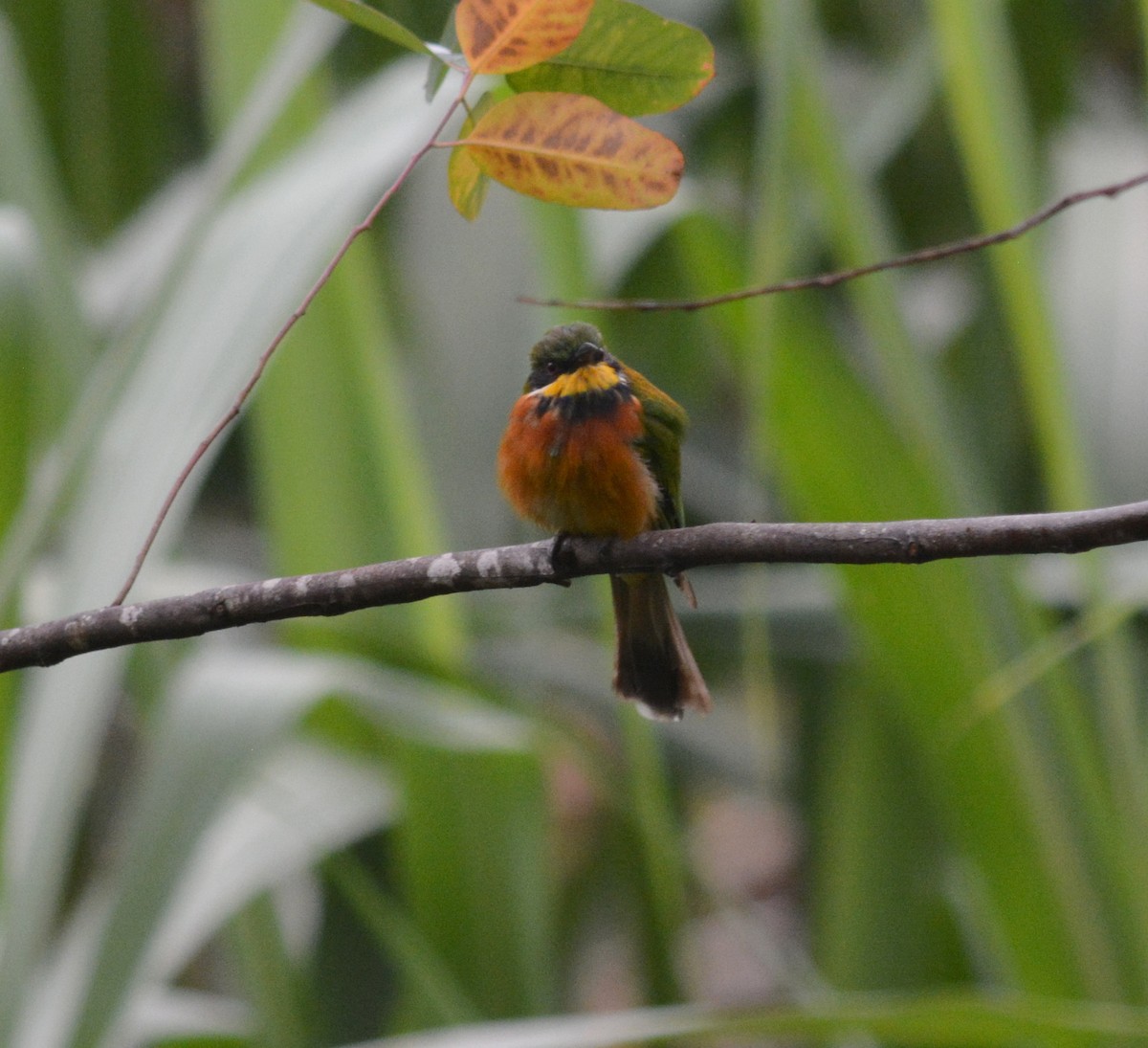 Cinnamon-chested Bee-eater - Bart Scott