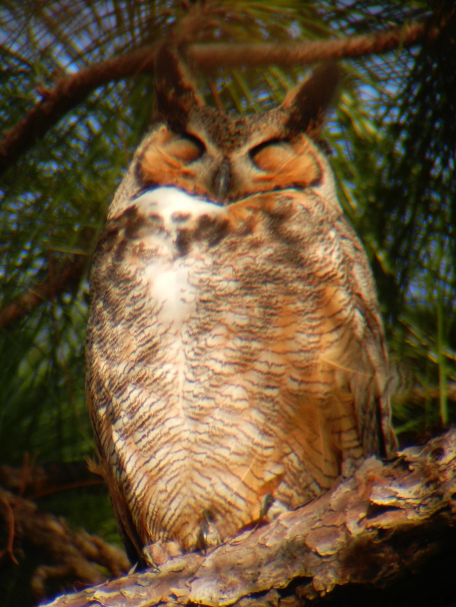Great Horned Owl - ML70121931