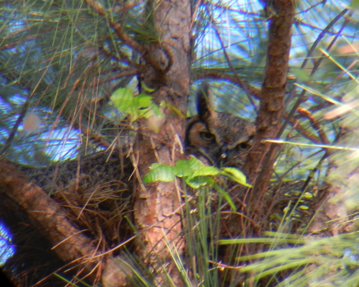 Great Horned Owl - ML70121961