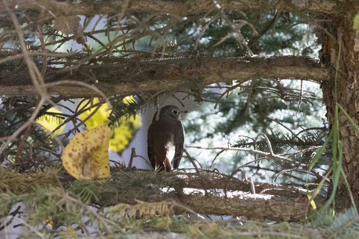 Hermit Thrush - ML70122161