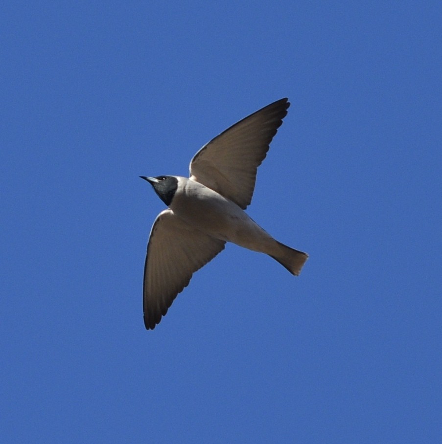 Masked Woodswallow - ML70123661