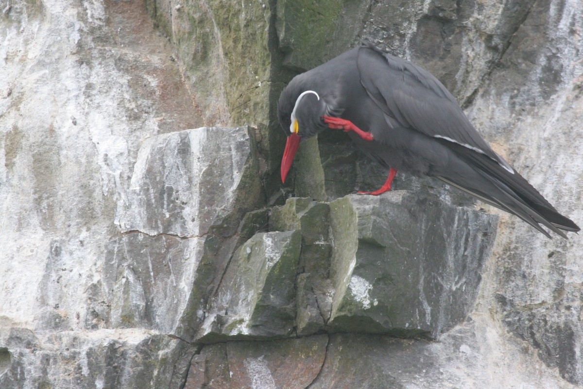 Inca Tern - Ryan Terrill