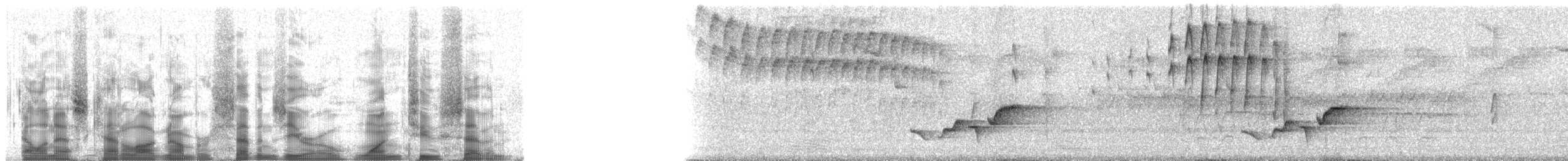 Troglodyte à poitrine grise (venezuelensis) - ML70127