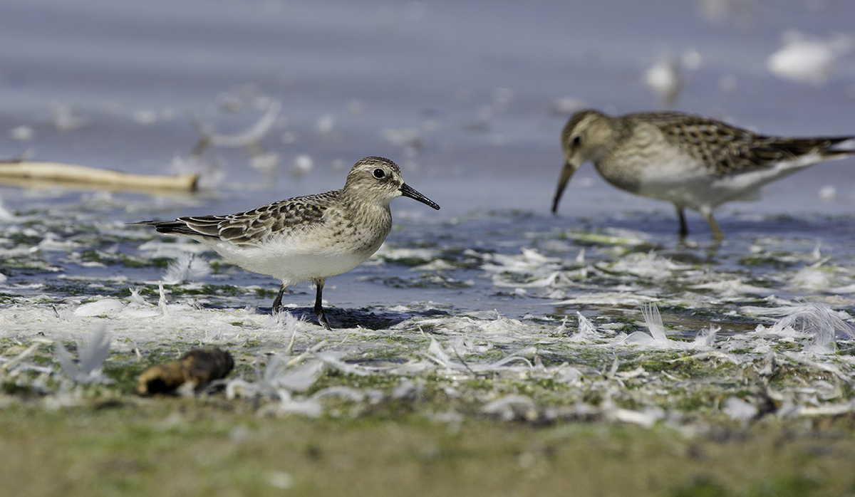 Baird's Sandpiper - ML70128531