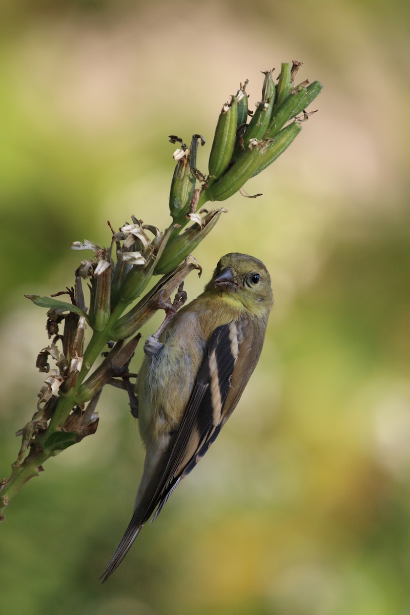 American Goldfinch - ML70128811