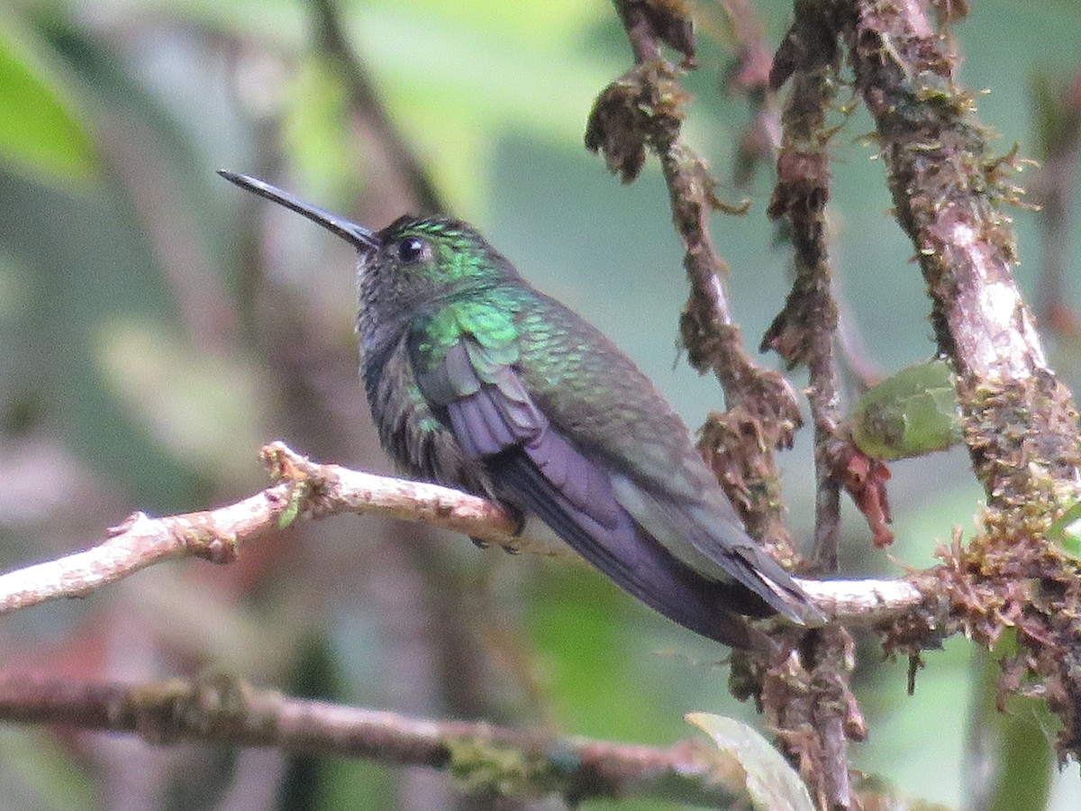 Purple-chested Hummingbird - ML70128981