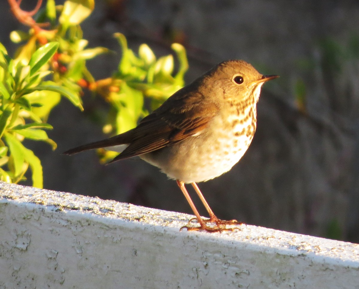 Hermit Thrush - ML70129031