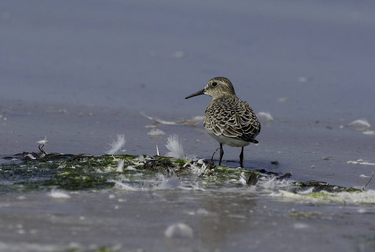Baird's Sandpiper - ML70129291