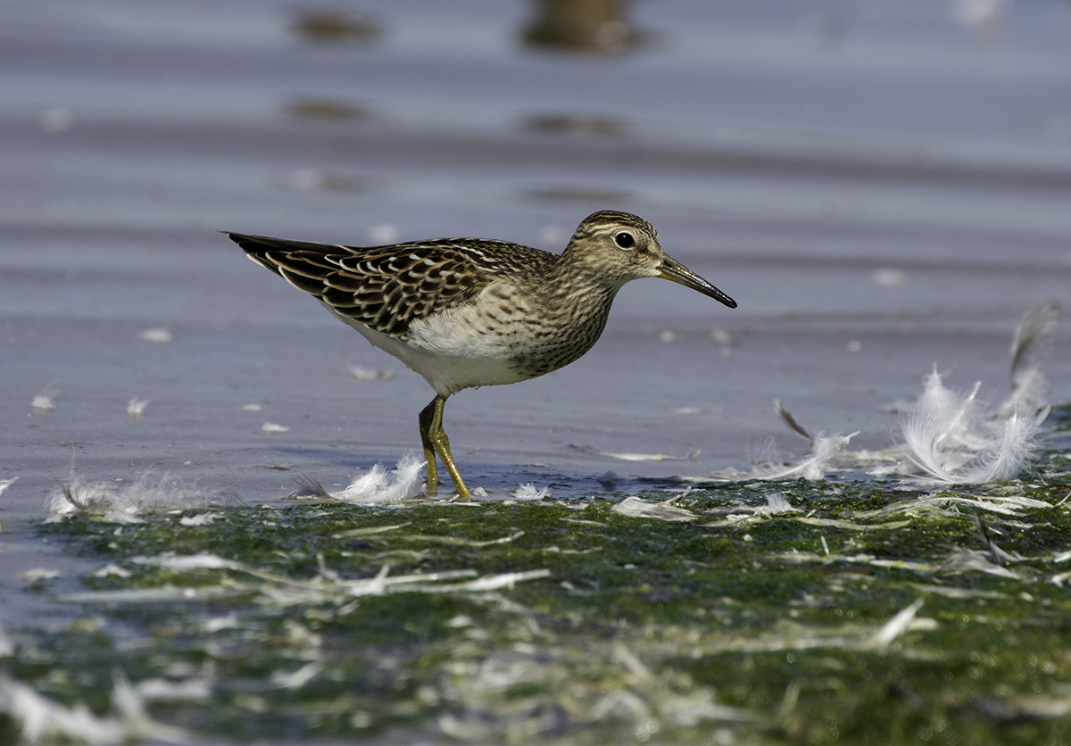 Pectoral Sandpiper - ML70130391