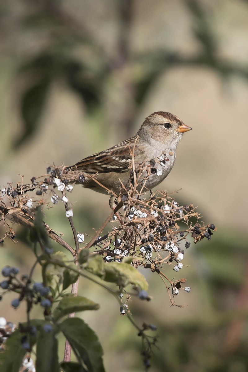 Bruant à couronne blanche - ML70130611