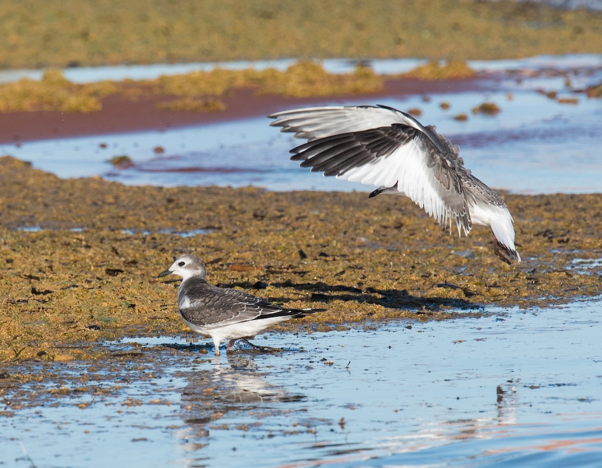 Sabine's Gull - ML70130921