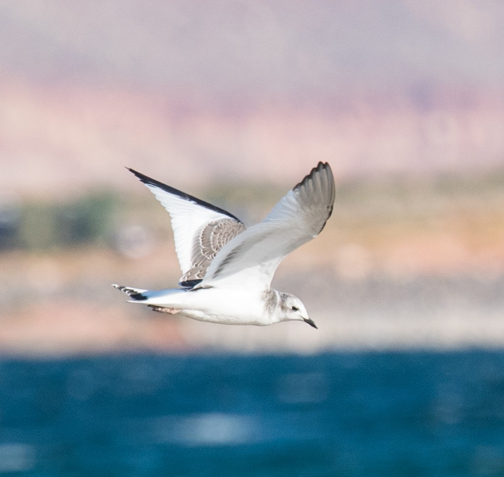 Sabine's Gull - ML70130931