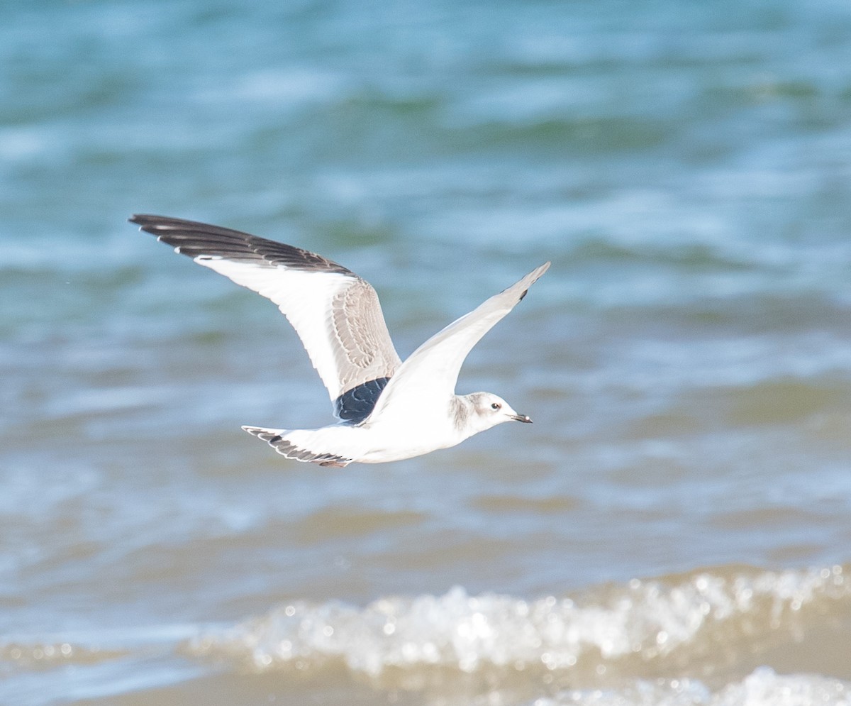 Sabine's Gull - ML70130941