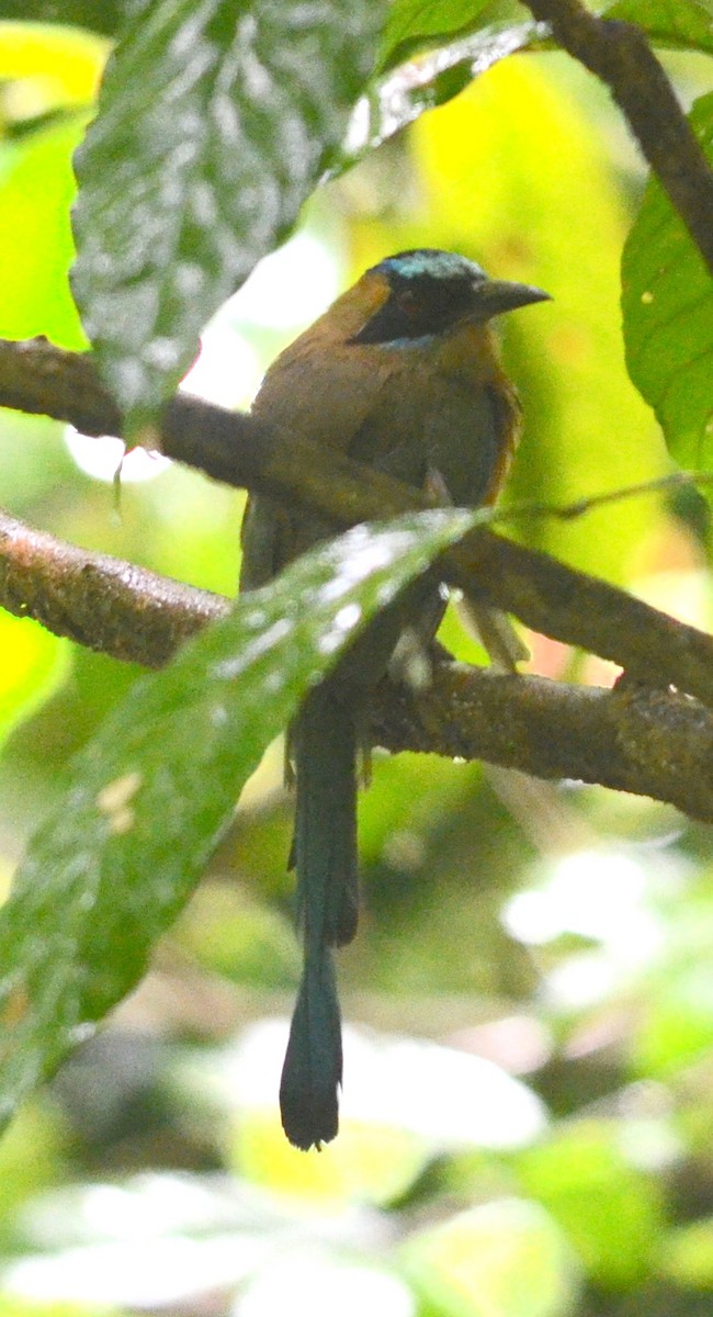 Whooping Motmot (Whooping) - ML70132721