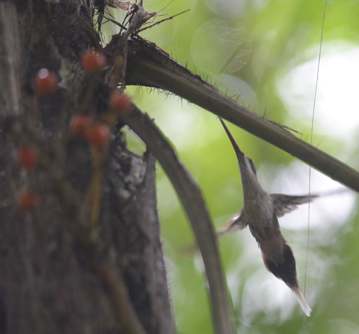 Светлобрюхий колибри-отшельник - ML70132871