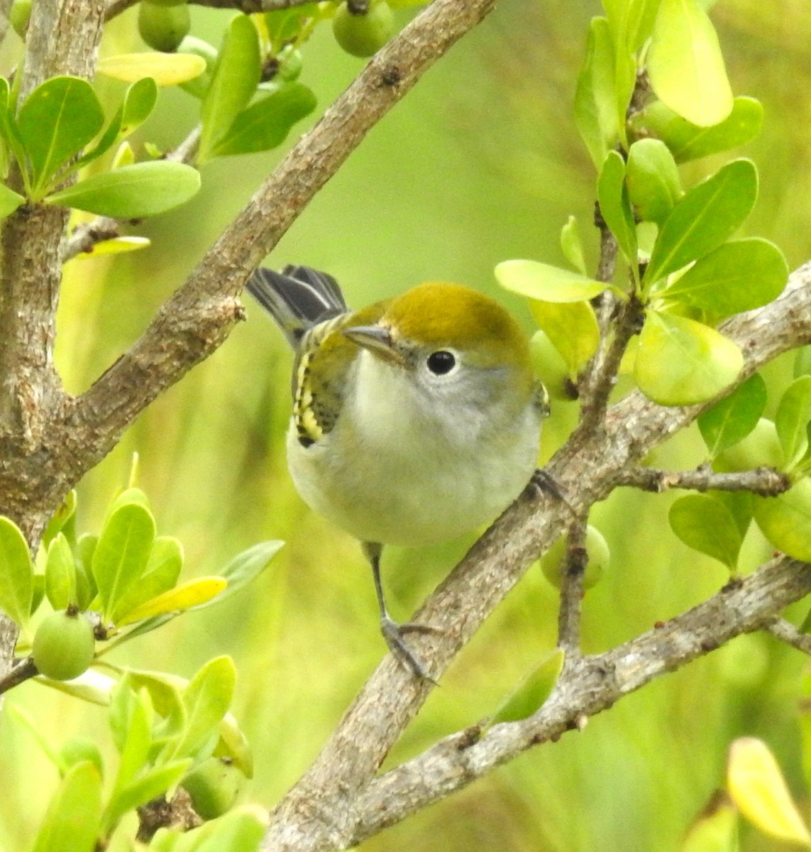 Chestnut-sided Warbler - ML70134421